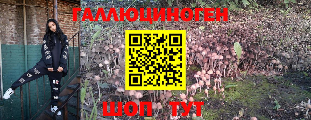 Галлюциногенные грибы Psilocybe Знаменск